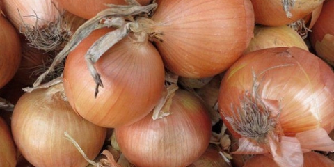 Pravilna sadnja i njega sturon luka (setovi)